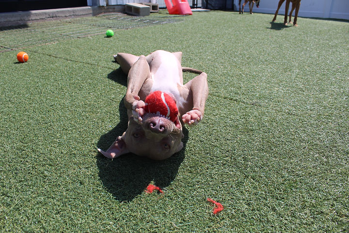 Lola with ball.JPG