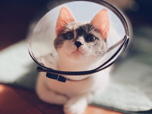 Kısırlaştırılmış Kedi