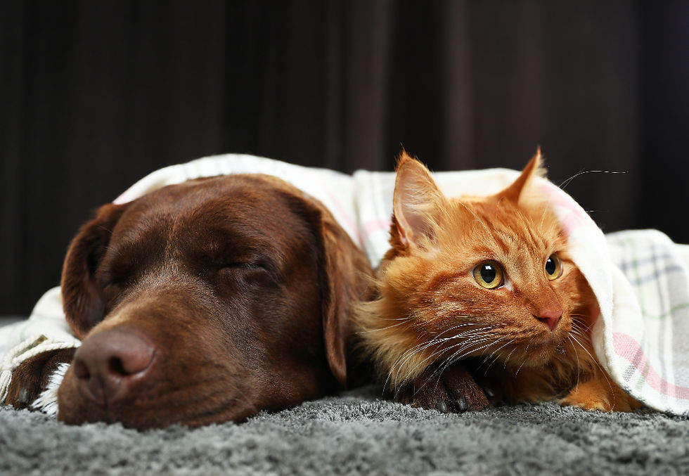 Kedi veya Köpek Sahiplendiniz: İlk 30 Günde Yapmanız Gerekenler