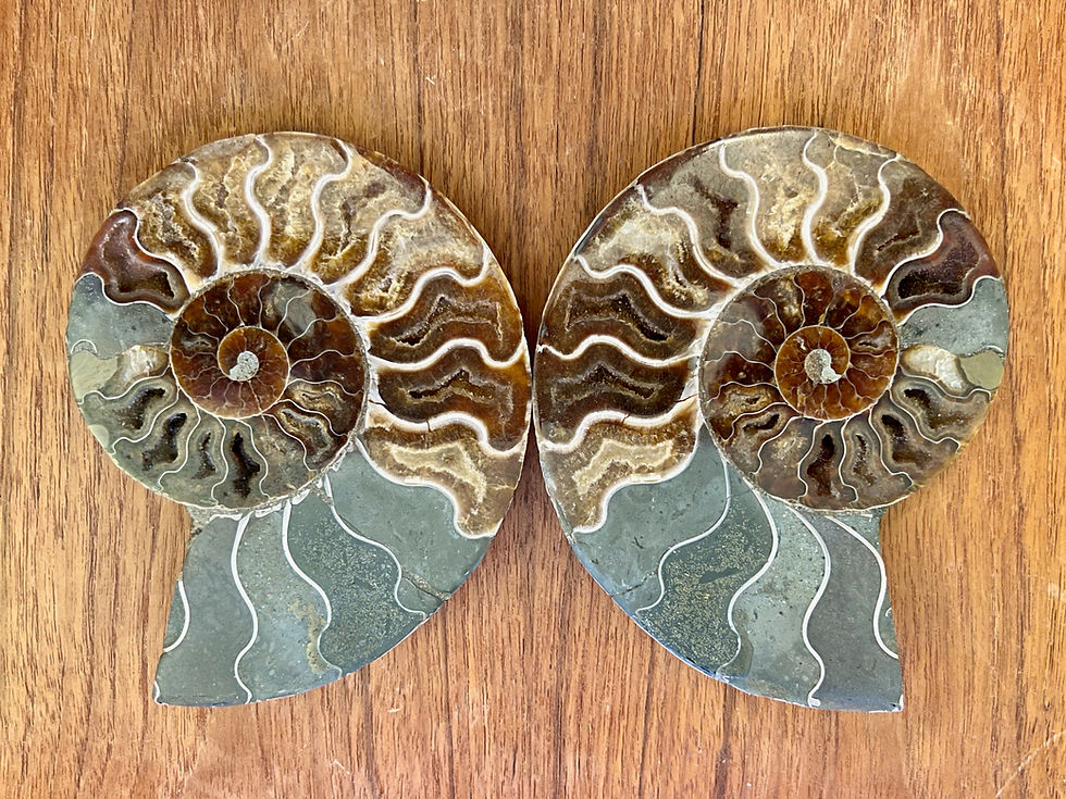 Ammonite Shell