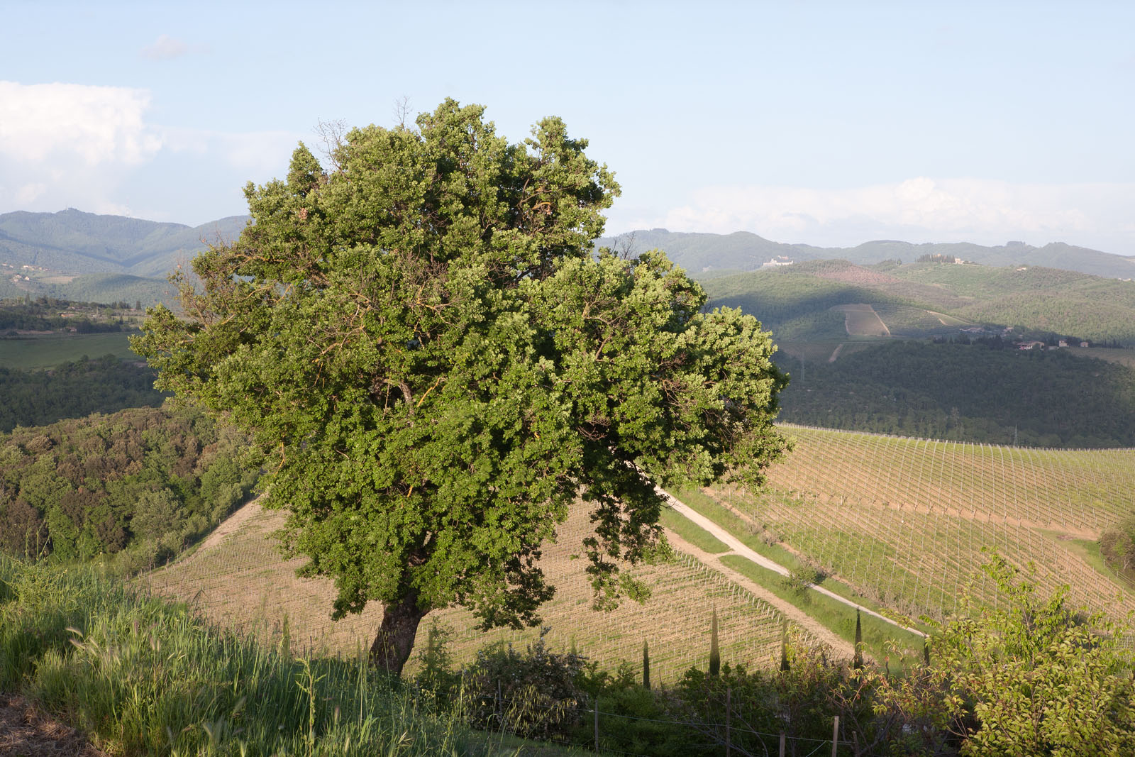 Wine Resort Dievole Vagliagli
Chianti Classico
IAG Inversora Agroindustrial