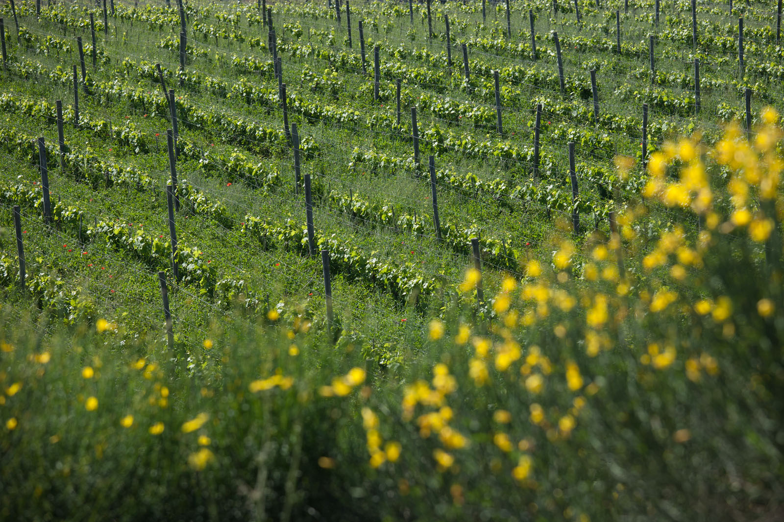 Wine Resort Dievole Vagliagli
Chianti Classico
IAG Inversora Agroindustrial