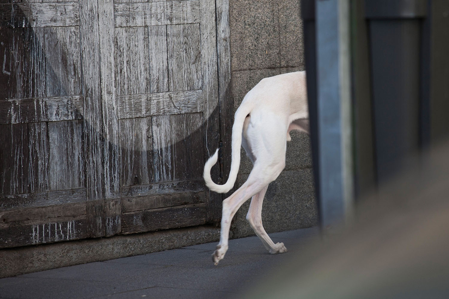 Desde un acercamiento naturalista en un entorno urbano, narro un viaje por el lugar donde vivo, la ciudad. Inspirándome en los documentales de naturaleza y utilizando las mismas herramientas que se emplean para retratar ecosistemas remotos y salvajes, documento la cotidianidad de un lugar cercano y doméstico. 

​

Mediante secuencias fotográficas que acercan el paisaje al retrato y viceversa, las imágenes del proyecto describen un mundo y sus habitantes. Un lugar donde lo natural es el rugir incesante del tráfico, que igual que el soplar del viento, el romper de las olas u otros fenómenos naturales, revela momentos de belleza y tranquilidad. Siguiendo el rastro de "lo natural" en un lugar "artificial", la caza se recrea en la búsqueda de diálogo o enfrentamiento con ese espacio en el que vivimos.