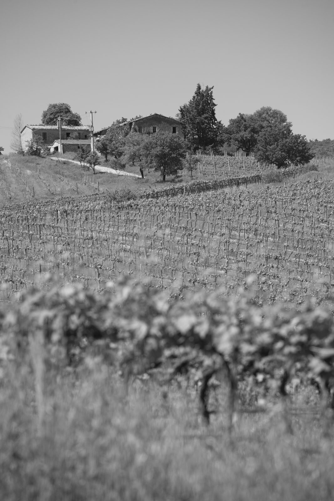 Wine Resort Dievole Vagliagli
Chianti Classico
IAG Inversora Agroindustrial