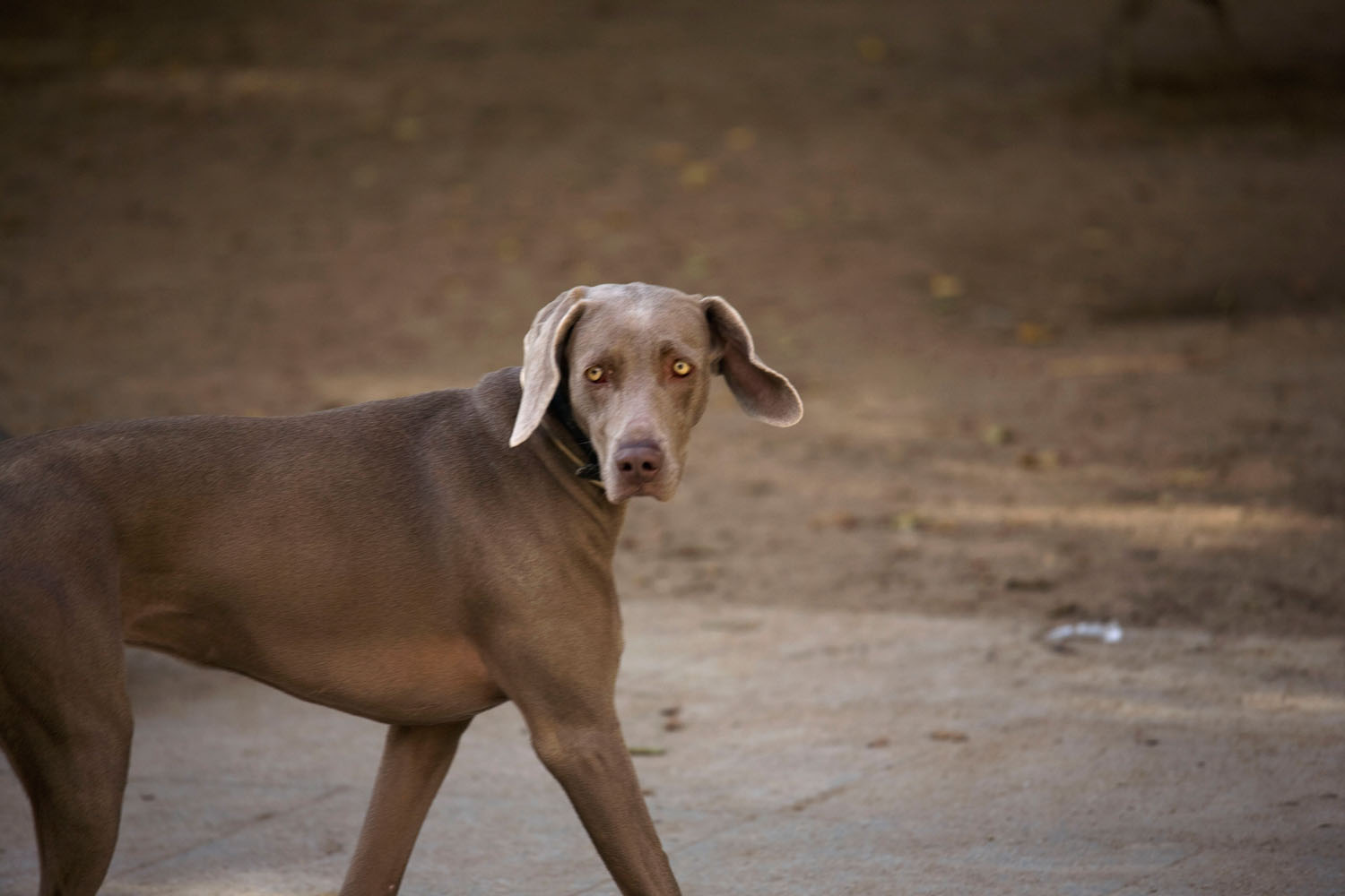 Desde un acercamiento naturalista en un entorno urbano, narro un viaje por el lugar donde vivo, la ciudad. Inspirándome en los documentales de naturaleza y utilizando las mismas herramientas que se emplean para retratar ecosistemas remotos y salvajes, documento la cotidianidad de un lugar cercano y doméstico. 

​

Mediante secuencias fotográficas que acercan el paisaje al retrato y viceversa, las imágenes del proyecto describen un mundo y sus habitantes. Un lugar donde lo natural es el rugir incesante del tráfico, que igual que el soplar del viento, el romper de las olas u otros fenómenos naturales, revela momentos de belleza y tranquilidad. Siguiendo el rastro de "lo natural" en un lugar "artificial", la caza se recrea en la búsqueda de diálogo o enfrentamiento con ese espacio en el que vivimos.