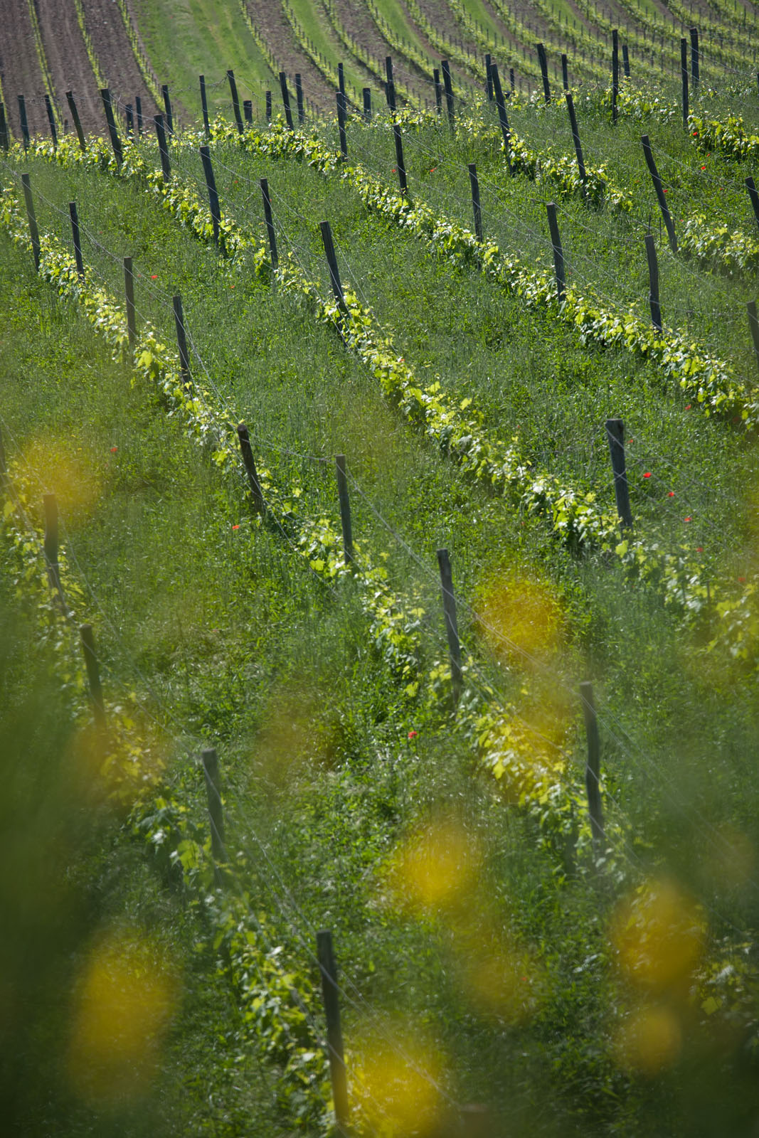 Wine Resort Dievole Vagliagli
Chianti Classico
IAG Inversora Agroindustrial