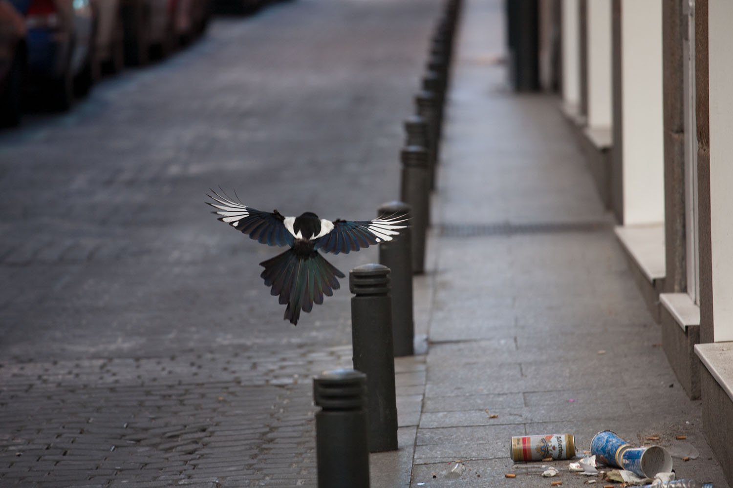 Desde un acercamiento naturalista en un entorno urbano, narro un viaje por el lugar donde vivo, la ciudad. Inspirándome en los documentales de naturaleza y utilizando las mismas herramientas que se emplean para retratar ecosistemas remotos y salvajes, documento la cotidianidad de un lugar cercano y doméstico. 

​

Mediante secuencias fotográficas que acercan el paisaje al retrato y viceversa, las imágenes del proyecto describen un mundo y sus habitantes. Un lugar donde lo natural es el rugir incesante del tráfico, que igual que el soplar del viento, el romper de las olas u otros fenómenos naturales, revela momentos de belleza y tranquilidad. Siguiendo el rastro de "lo natural" en un lugar "artificial", la caza se recrea en la búsqueda de diálogo o enfrentamiento con ese espacio en el que vivimos.
