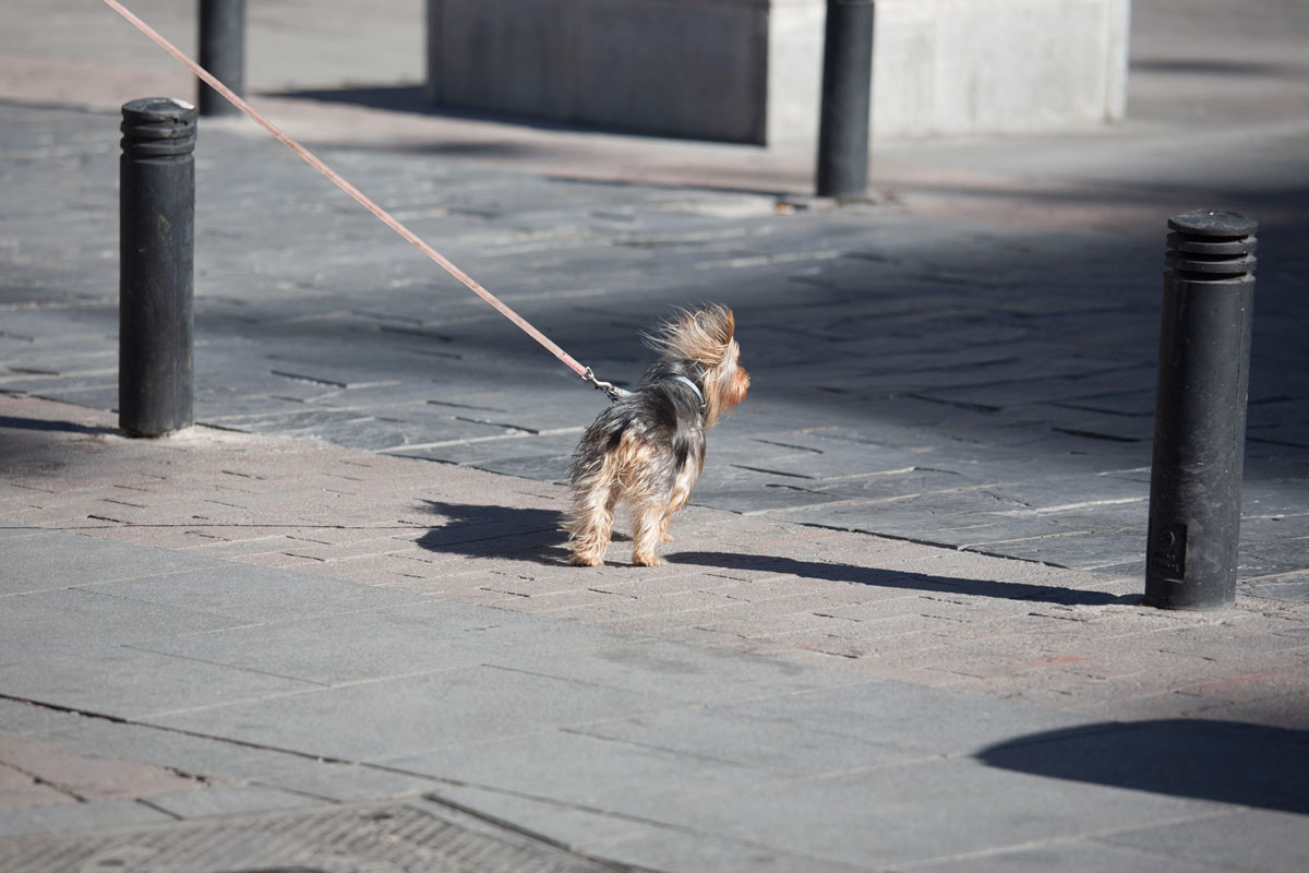 Desde un acercamiento naturalista en un entorno urbano, narro un viaje por el lugar donde vivo, la ciudad. Inspirándome en los documentales de naturaleza y utilizando las mismas herramientas que se emplean para retratar ecosistemas remotos y salvajes, documento la cotidianidad de un lugar cercano y doméstico. 

​

Mediante secuencias fotográficas que acercan el paisaje al retrato y viceversa, las imágenes del proyecto describen un mundo y sus habitantes. Un lugar donde lo natural es el rugir incesante del tráfico, que igual que el soplar del viento, el romper de las olas u otros fenómenos naturales, revela momentos de belleza y tranquilidad. Siguiendo el rastro de "lo natural" en un lugar "artificial", la caza se recrea en la búsqueda de diálogo o enfrentamiento con ese espacio en el que vivimos.