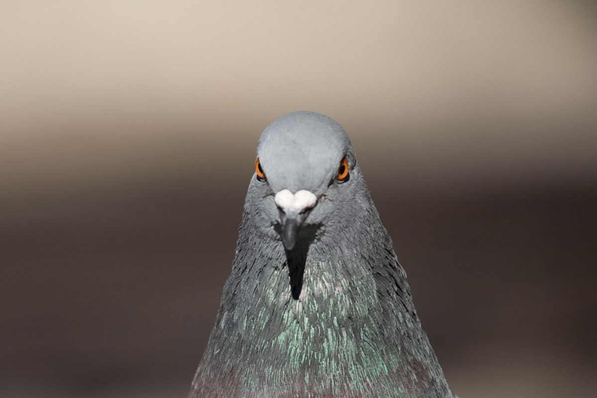 Desde un acercamiento naturalista en un entorno urbano, narro un viaje por el lugar donde vivo, la ciudad. Inspirándome en los documentales de naturaleza y utilizando las mismas herramientas que se emplean para retratar ecosistemas remotos y salvajes, documento la cotidianidad de un lugar cercano y doméstico. 

​

Mediante secuencias fotográficas que acercan el paisaje al retrato y viceversa, las imágenes del proyecto describen un mundo y sus habitantes. Un lugar donde lo natural es el rugir incesante del tráfico, que igual que el soplar del viento, el romper de las olas u otros fenómenos naturales, revela momentos de belleza y tranquilidad. Siguiendo el rastro de "lo natural" en un lugar "artificial", la caza se recrea en la búsqueda de diálogo o enfrentamiento con ese espacio en el que vivimos.