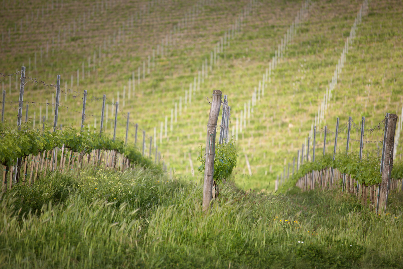 Wine Resort Dievole Vagliagli
Chianti Classico
IAG Inversora Agroindustrial