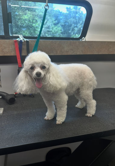PupPup is pictured after her appointment with mobile pet grooming, Vroom & Grooming.