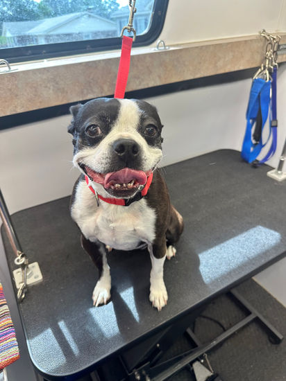 Bella is pictured after her dog groom in Aiken, SC with Vroom & Groom Mobile Pet Grooming