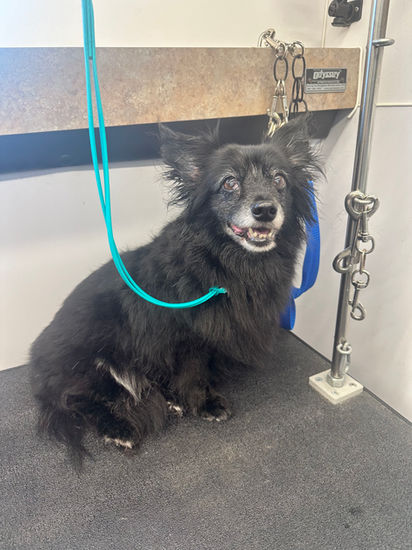 Lily is a black dog pictured here smiling after a full dog grooming.