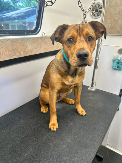 Ace is pictured here after his full service dog grooming in Aiken SC with Vroom & Groom