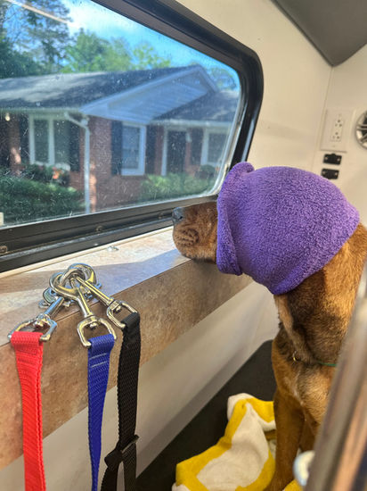 Ace is a customer of mobile pet grooming in Aiken SC, Vroom & Groom Mobile Pet Grooming