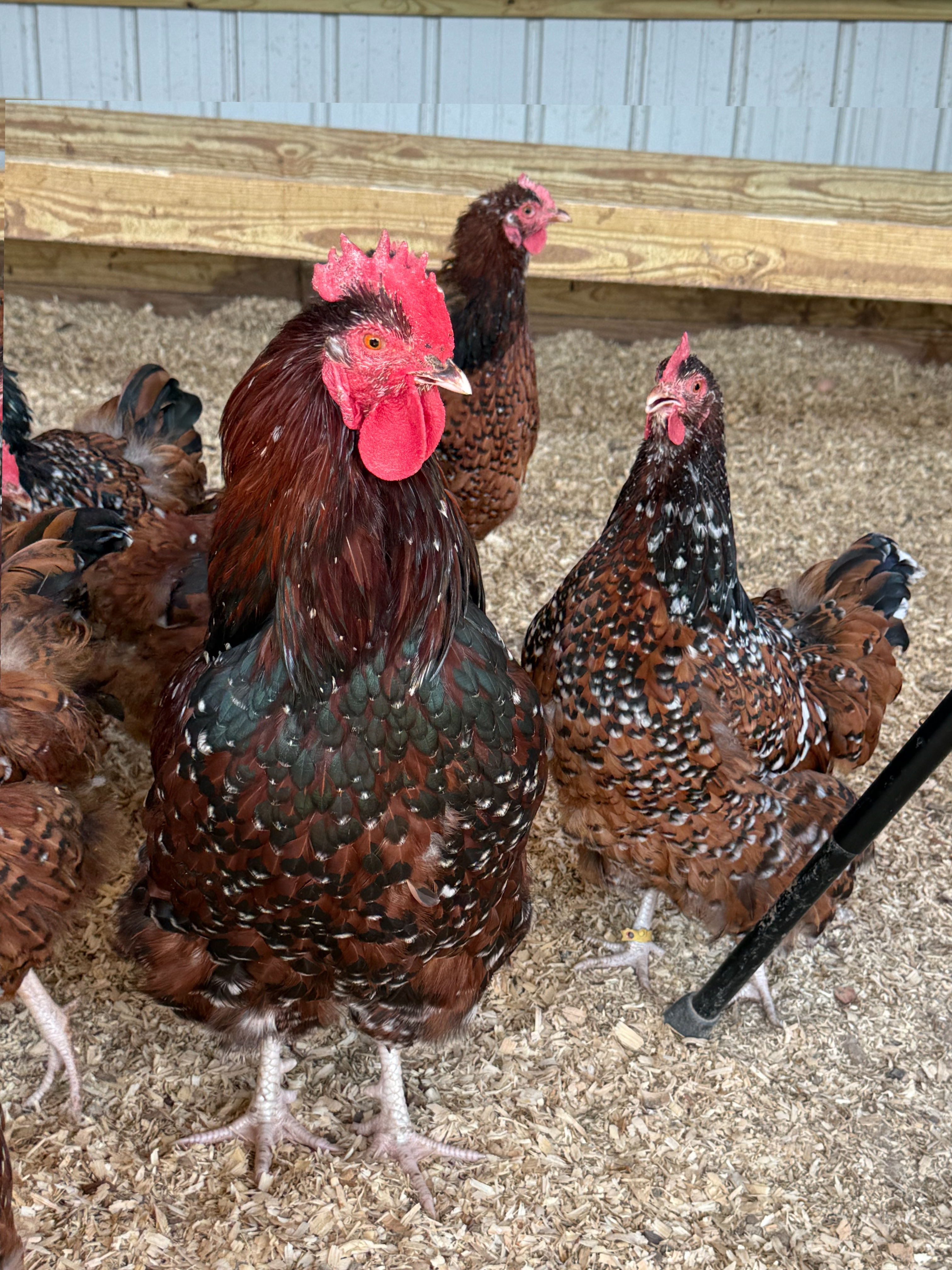 Jubilee Orpington’s Hatching Eggs