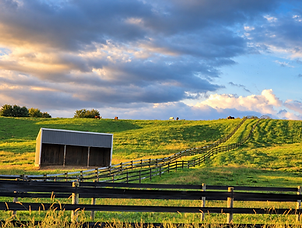 Horses Grazing in Morning Light-2.png