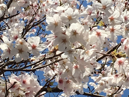 4月も半ば