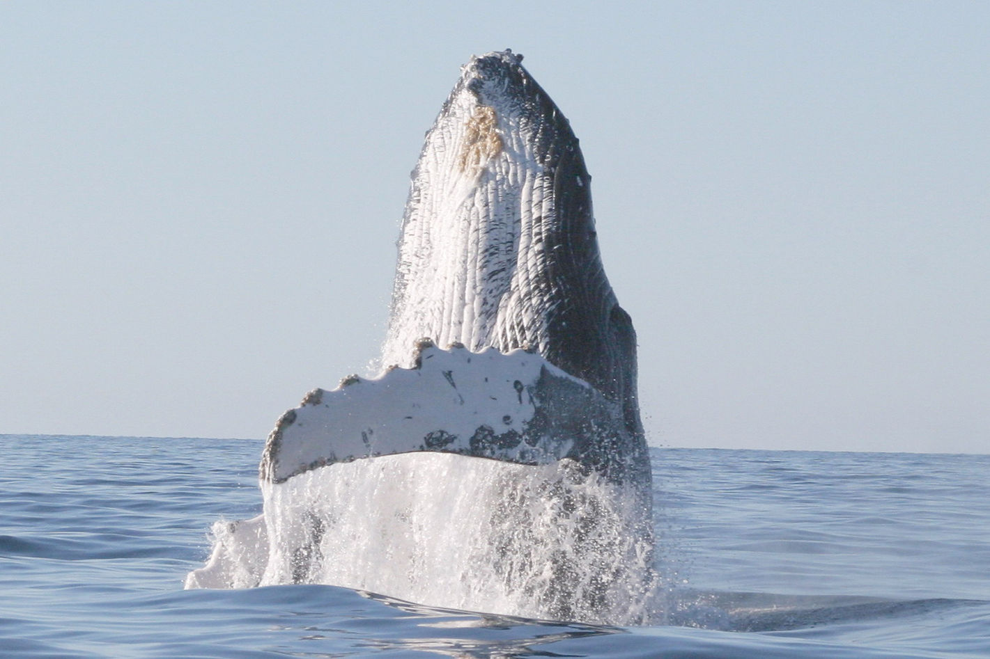 Whale.jpg