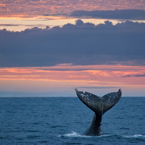 Saison des baleines en Polynésie française : vivez une rencontre inoubliable au cœur du Pacifique