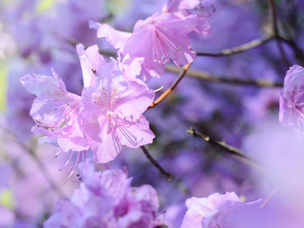 10 hábitos para hacer florecer tu vida – Parte 7