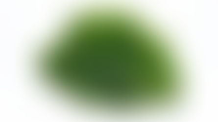 Moss: Soft, Green—and Surprisingly Destructive