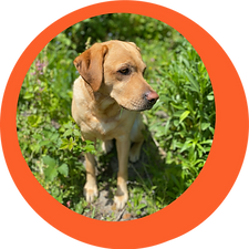 Stella Profile Bubble.png