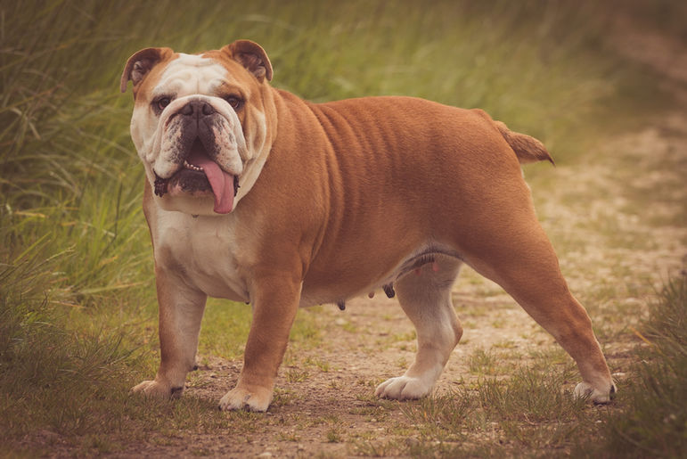 Pet photography Lincolnshire pet photographer Lincolnshire portrait photographer portrait photography Family photoshoot Lincolnshire Lincolnshire photographer Louth Lincolnshire Louth photographer