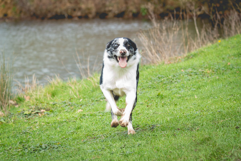 Pet photography Lincolnshire pet photographer Lincolnshire portrait photographer portrait photography Family photoshoot Lincolnshire Lincolnshire photographer Louth Lincolnshire Louth photographer