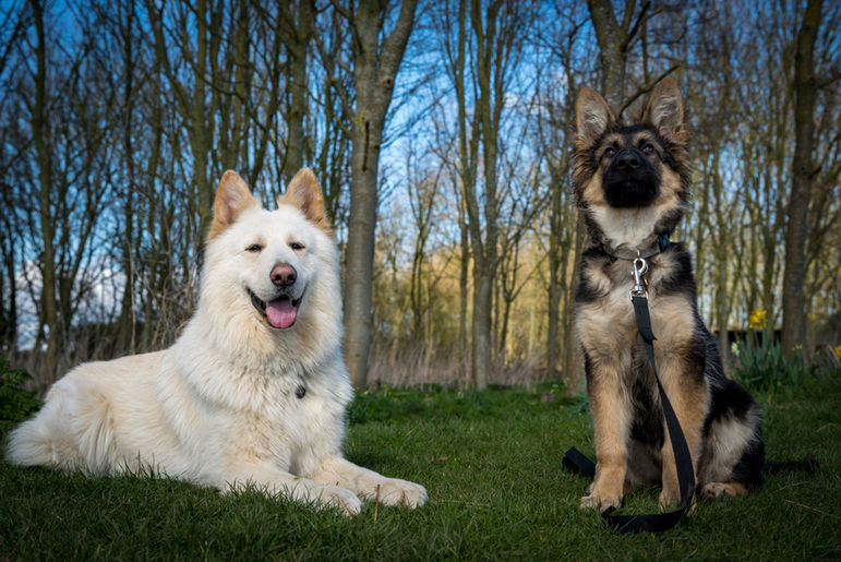 Pet photography Lincolnshire pet photographer Lincolnshire portrait photographer portrait photography Family photoshoot Lincolnshire Lincolnshire photographer Louth Lincolnshire Louth photographer