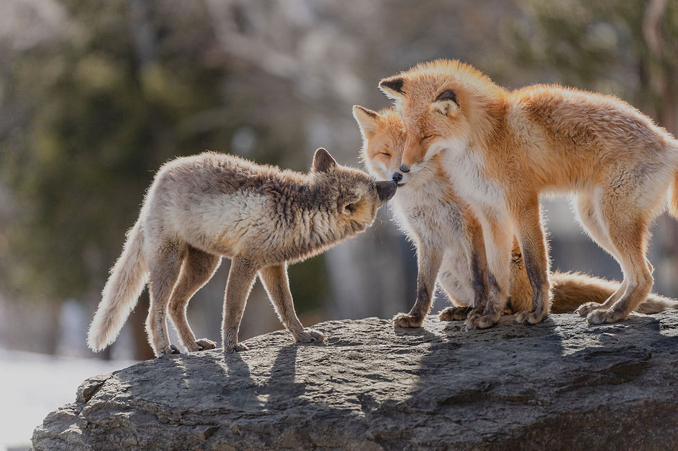 Thumbnail: Tamron 50-400mm f/4.5-6.3 Di III VC VXD Lens Sony E | Prakash Kala Mandir