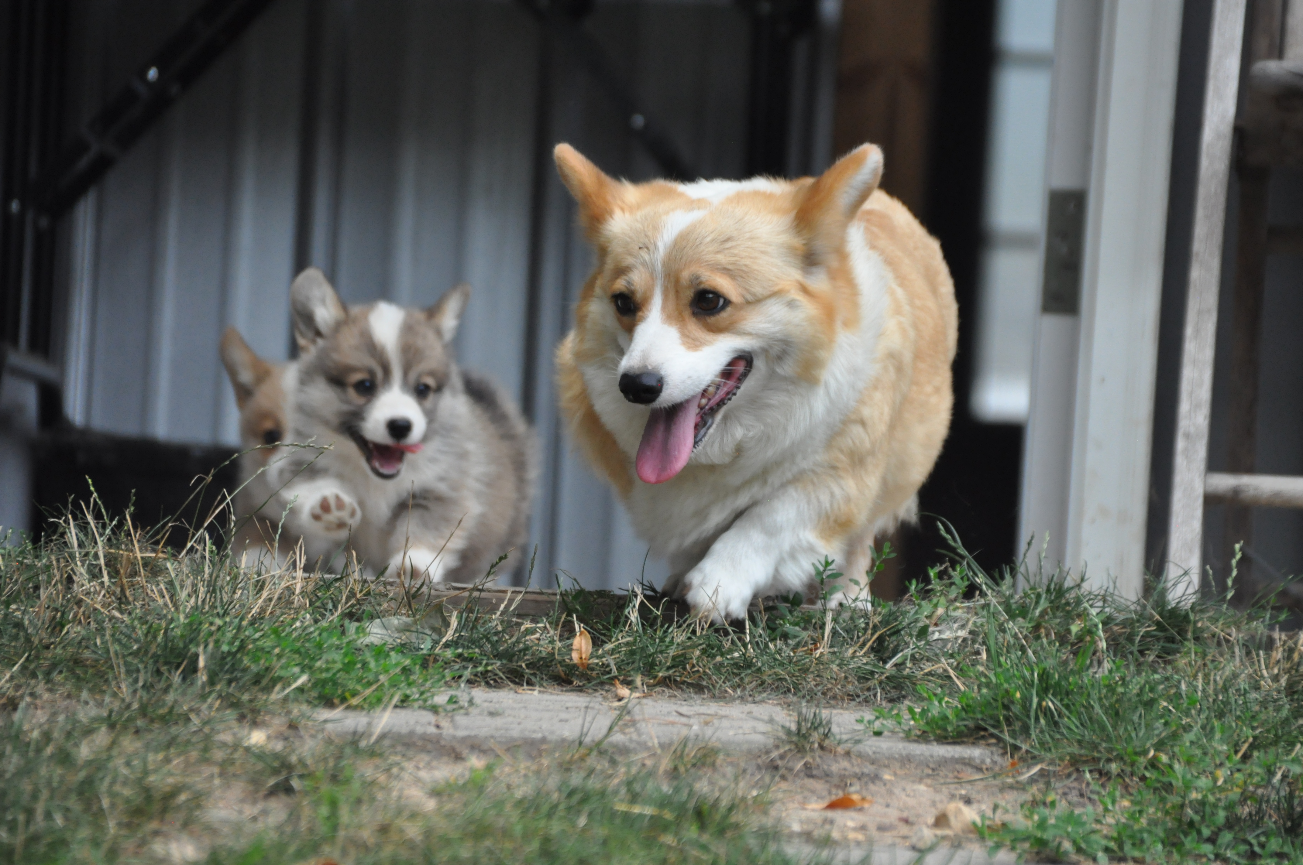 triple m corgi