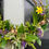 Thumbnail: 'Living' Spring Wreath