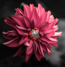 Centre Flower Red PS