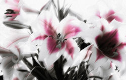 Lillies with Texture