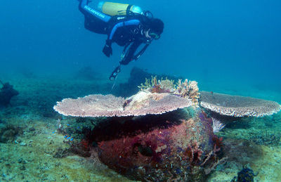 Laid to Rest Beside the Corals: Memorial Reefs Offers Special Funeral Package