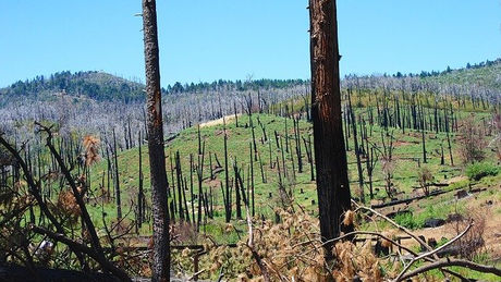 VGRID Proposes Turning California’s Dead Flammable Trees into Biochar