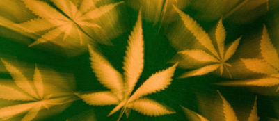 Estudo revela por que a maconha prejudica a memória