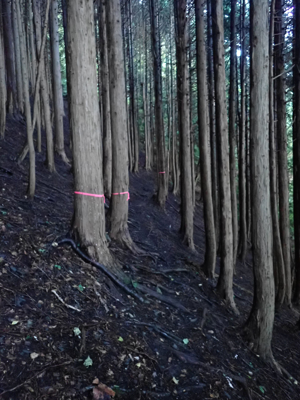 Dense forest