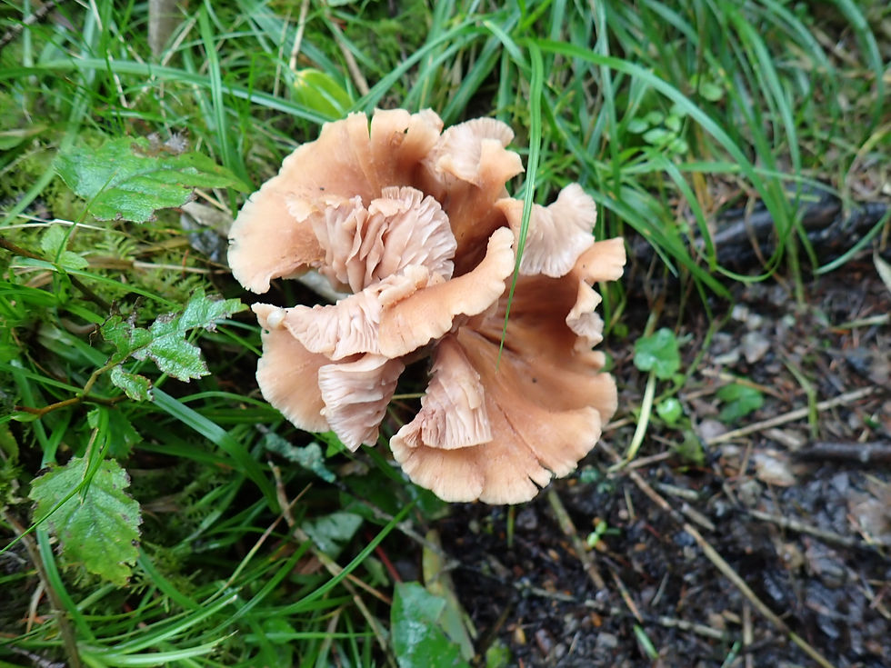 Interesting looking mushroom