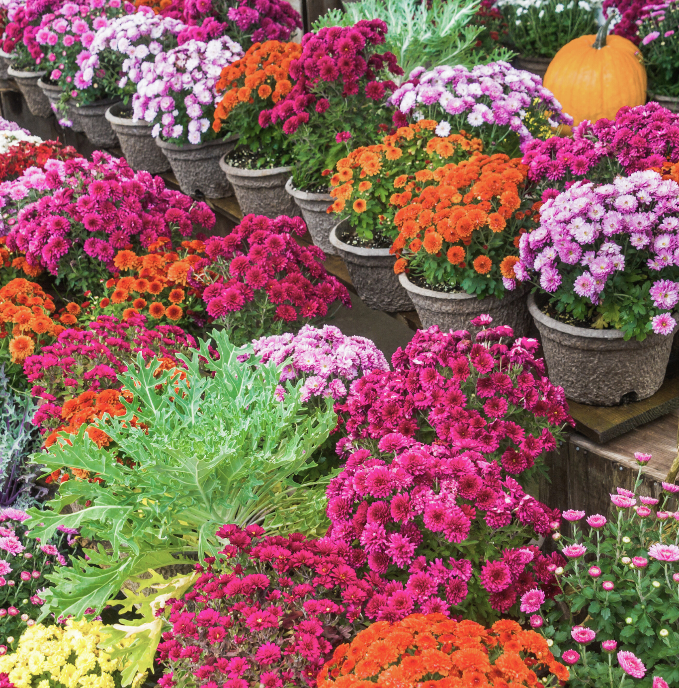 Additional Mum Plant