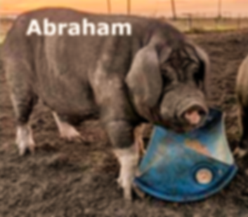 abraham_edited.png