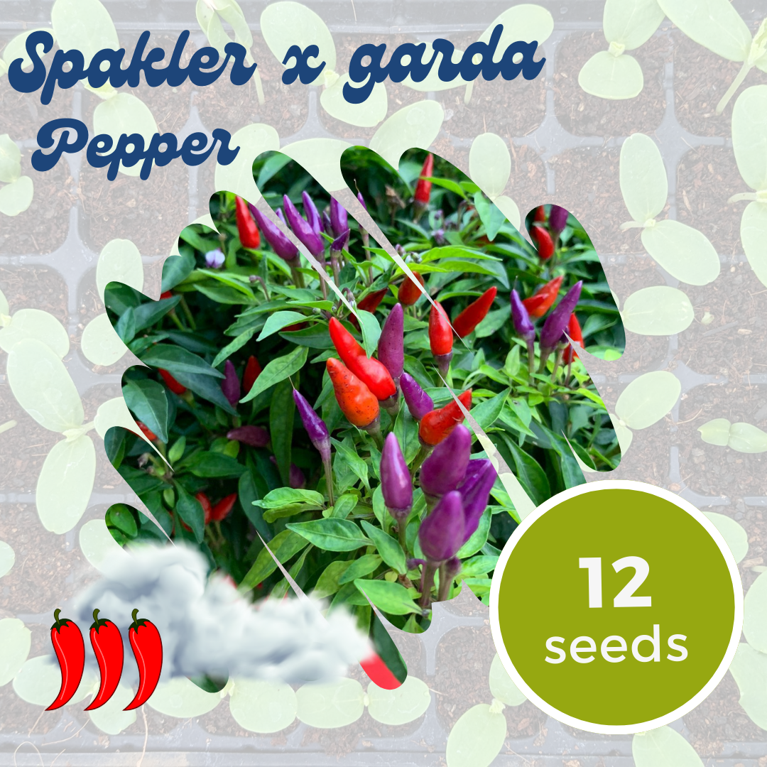 Sparkler x Garda Pepper Seeds