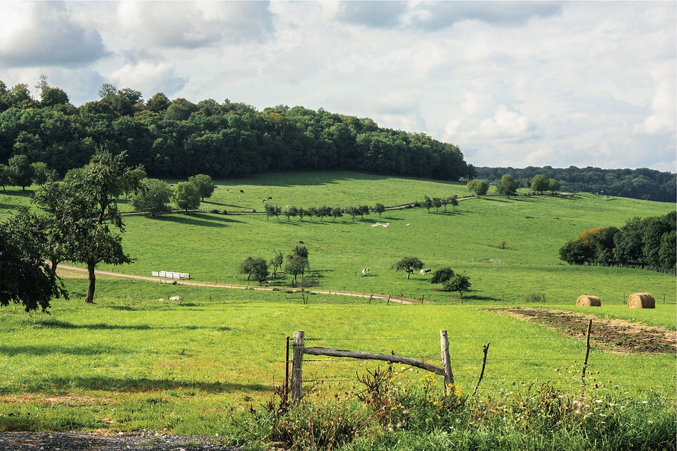 une prairie ancienne
