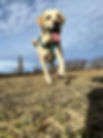 Ein Hund der im Freien auf einem Feld geht.