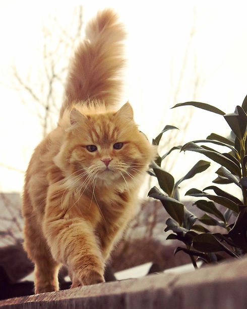 Eine Katze die im Freien einer Mauer entlang läuft.