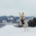 Ein Hund der gerade im Schnee spielt und sich freut.