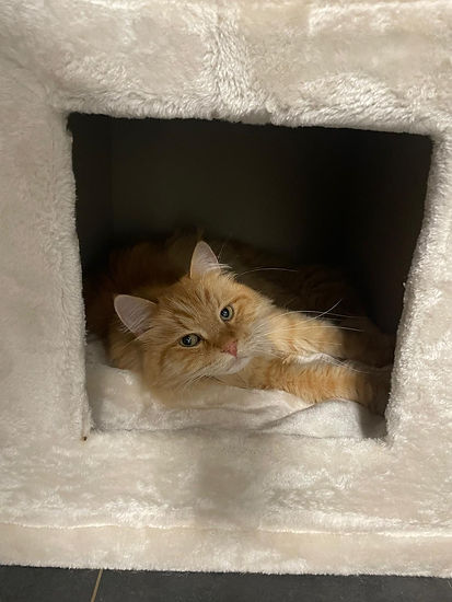 Eine Katze, die in einem Kratzbaum liegt und entspannt.