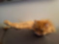 Eine Katze, die entspannt auf der Lehne einer Wohnzimmercouch liegt und entspannt.