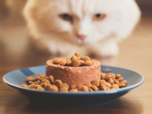 Eine weiße Katze sitzt auf einem Holzboden vor einem Teller mit Katzenfutter.